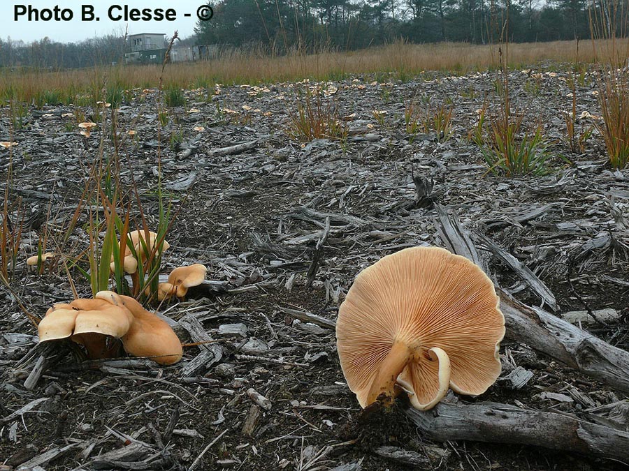 Hygrophoropsis aurantiaca