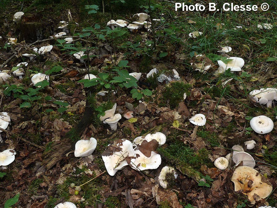 Hygrophorus penarioides