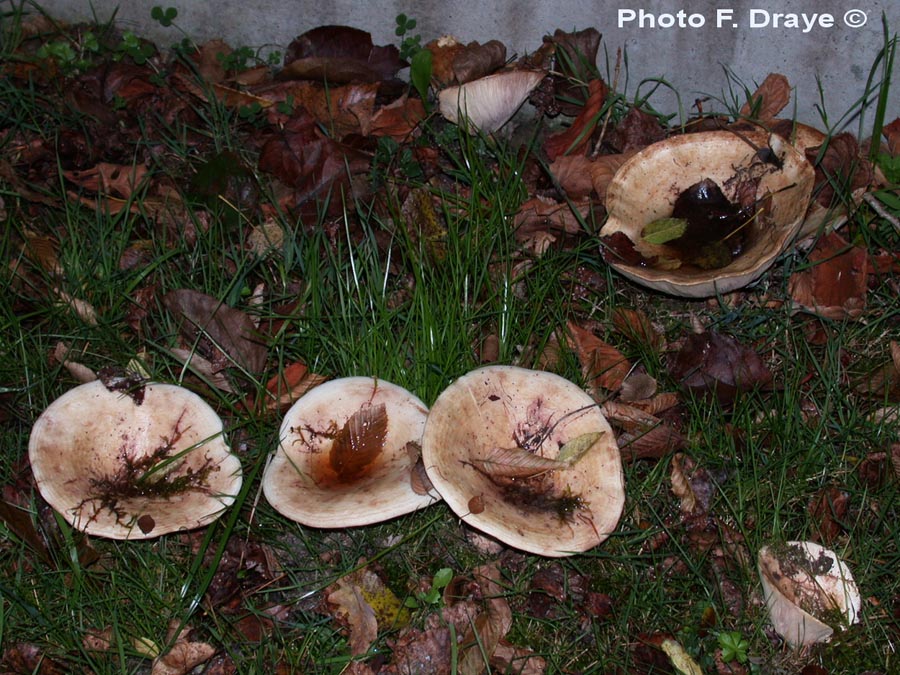 Lactarius controversus