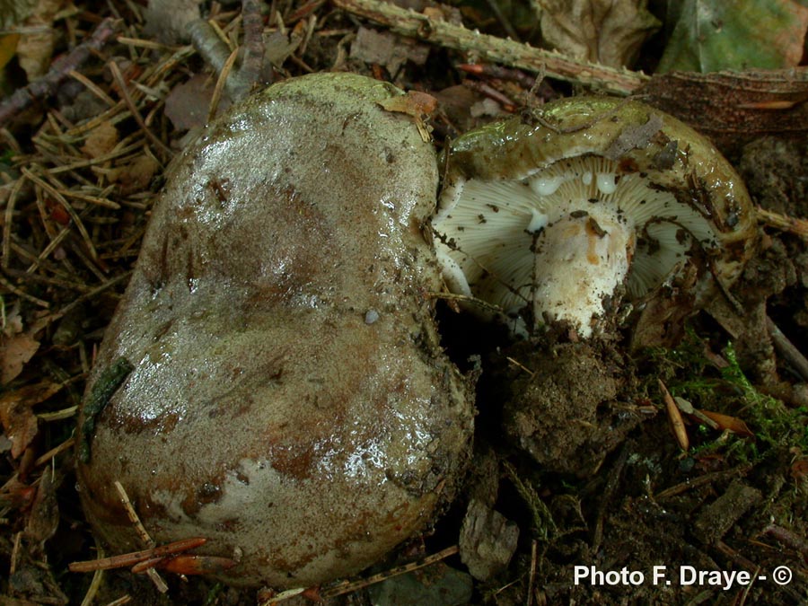 Lactarius necator