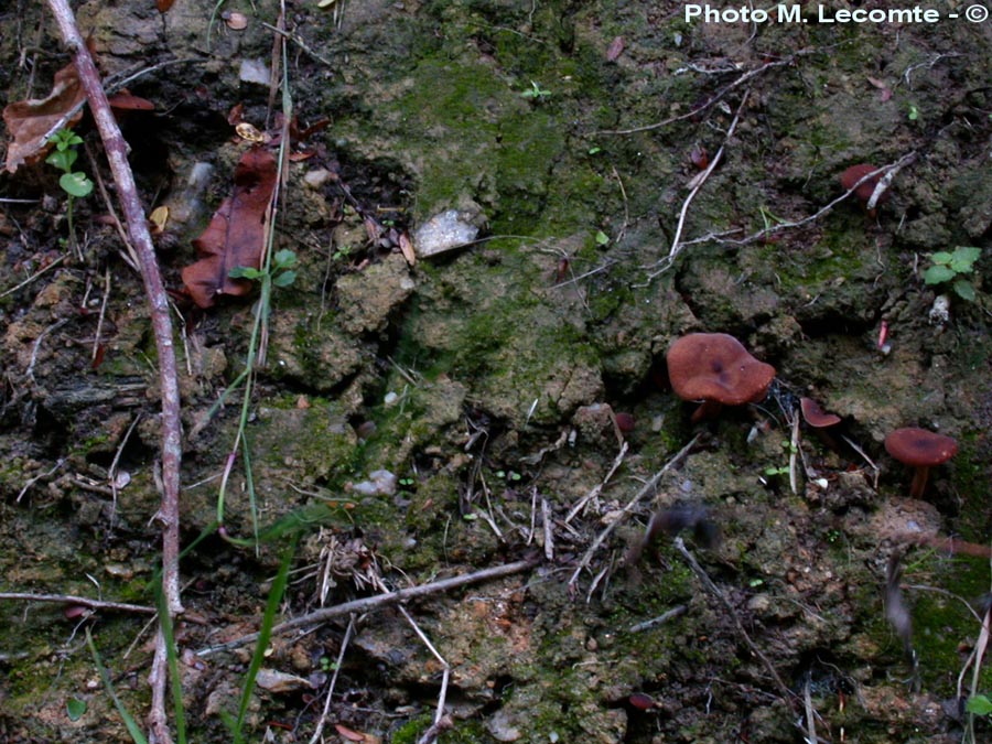 Lactarius subumbonatus