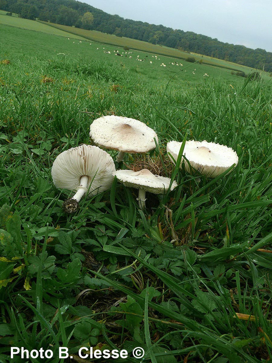 Macrolepiota excoriata