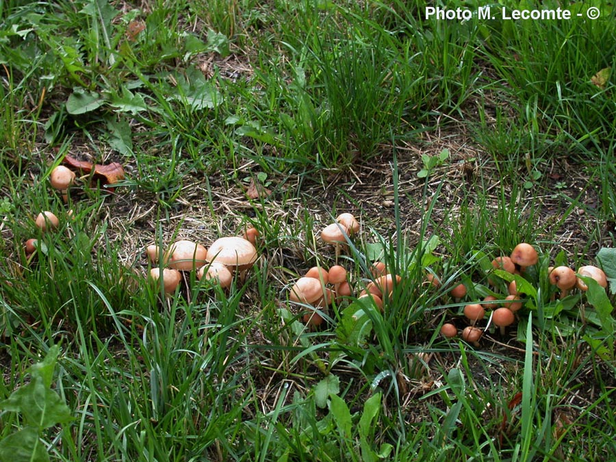 Marasmius oreades