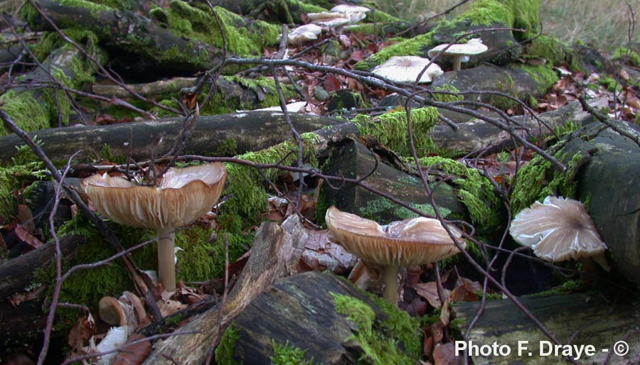 Megacollybia platyphylla