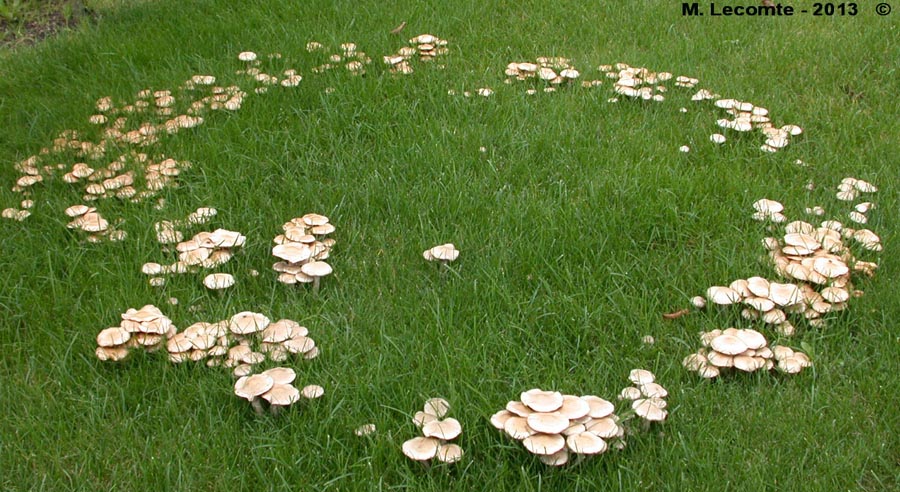 Pholiota gummosa