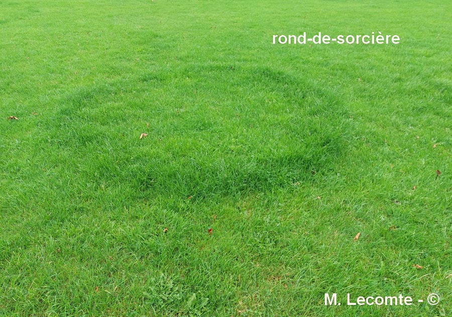 Rond de sorcière