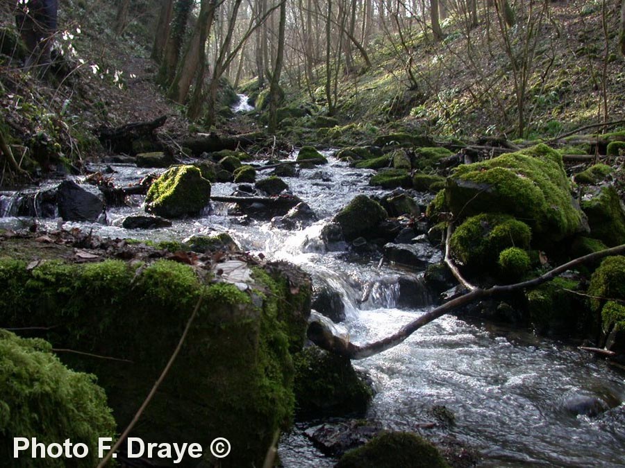 Ruisseau de Solière (F. Draye)