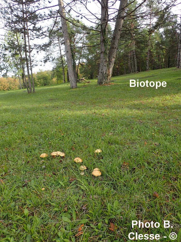 Suillus granulatus