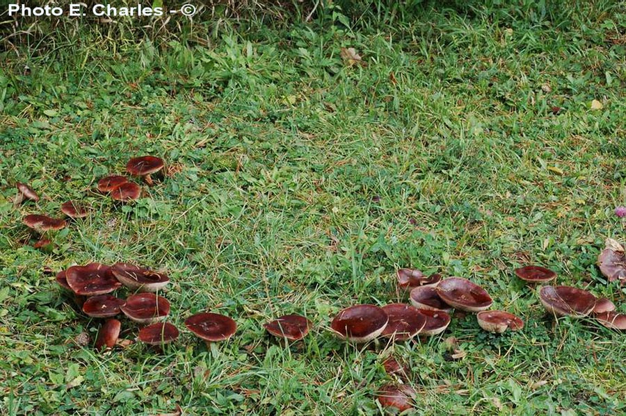 Tricholoma fracticum