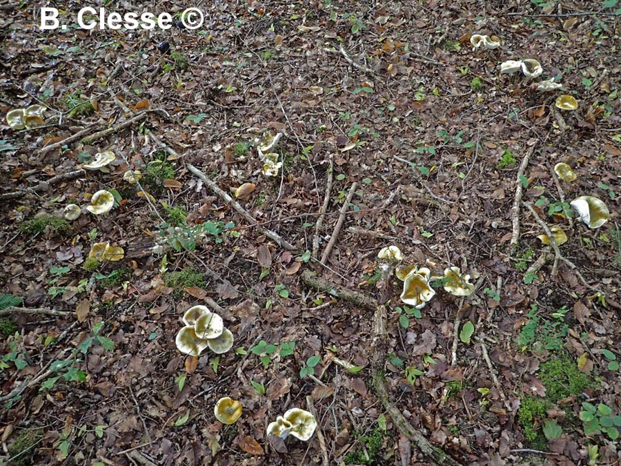 Tricholoma sejunctum