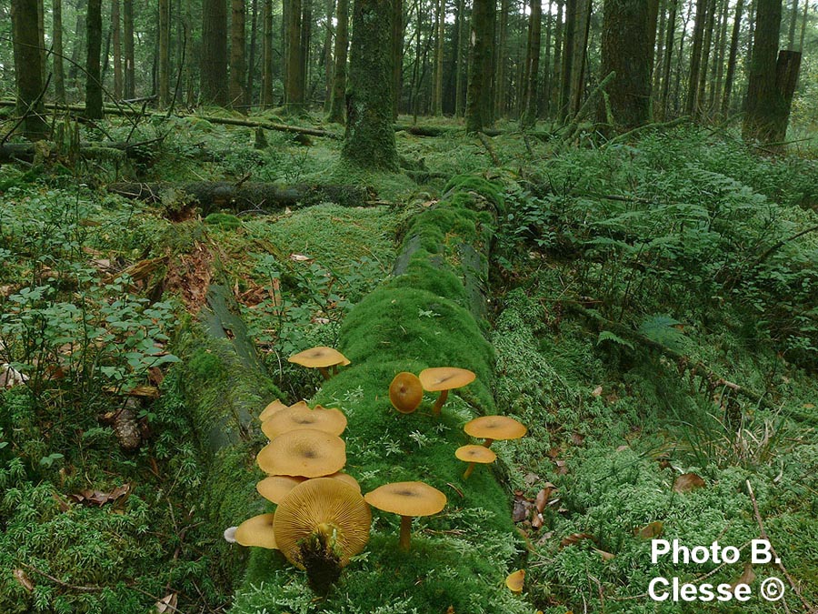 Tricholomopsis decora