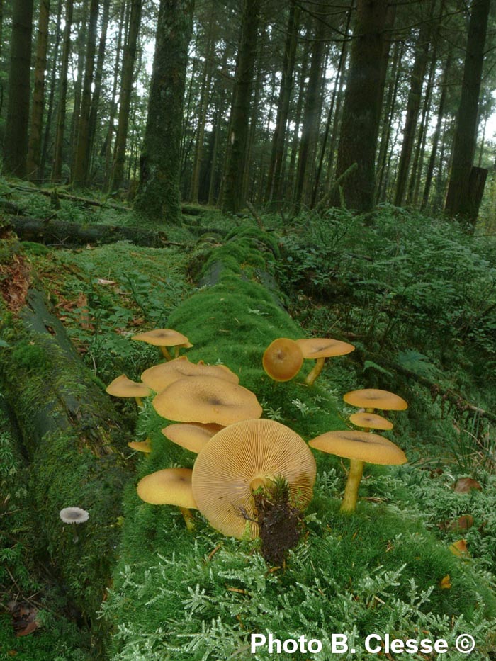 Tricholomopsis decora