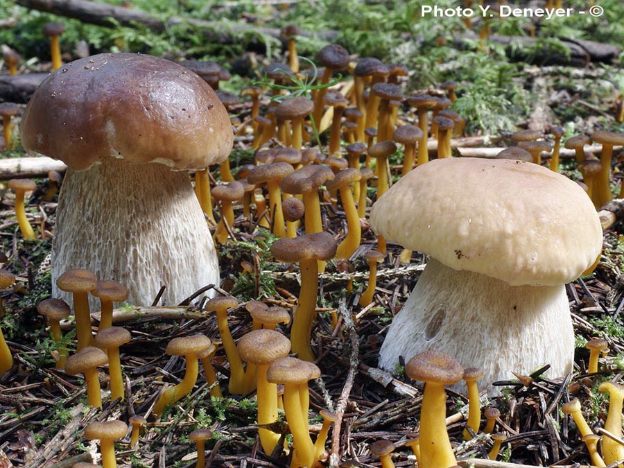 Boletus edulis