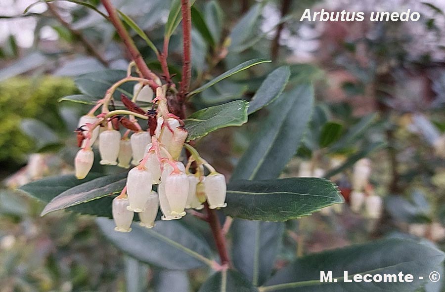 Arbutus unedo (arbousier commun)