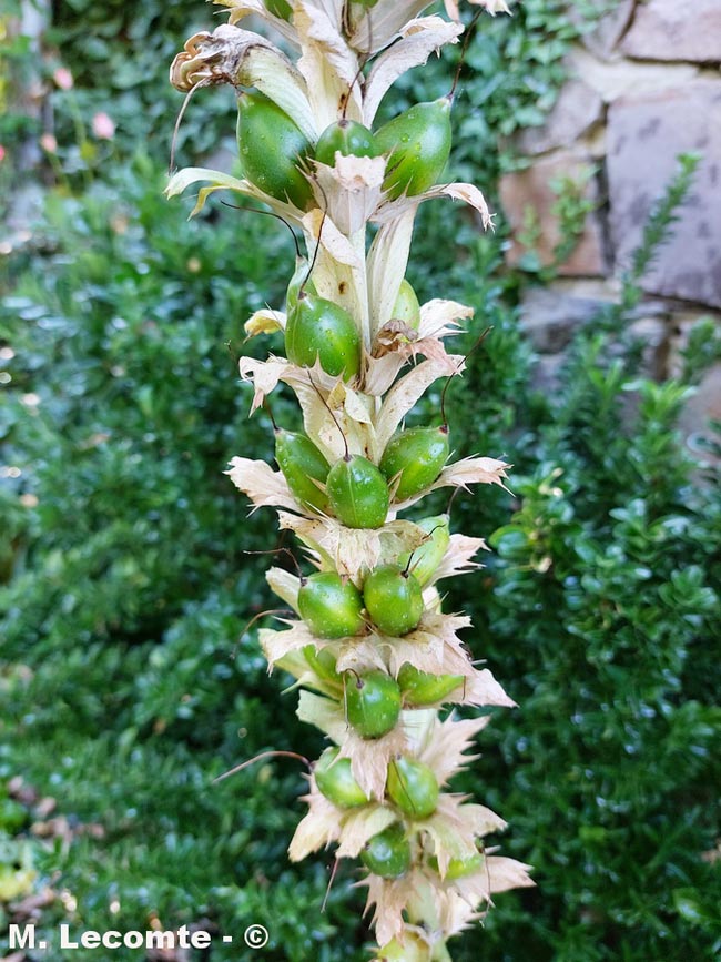 Acanthus mollis