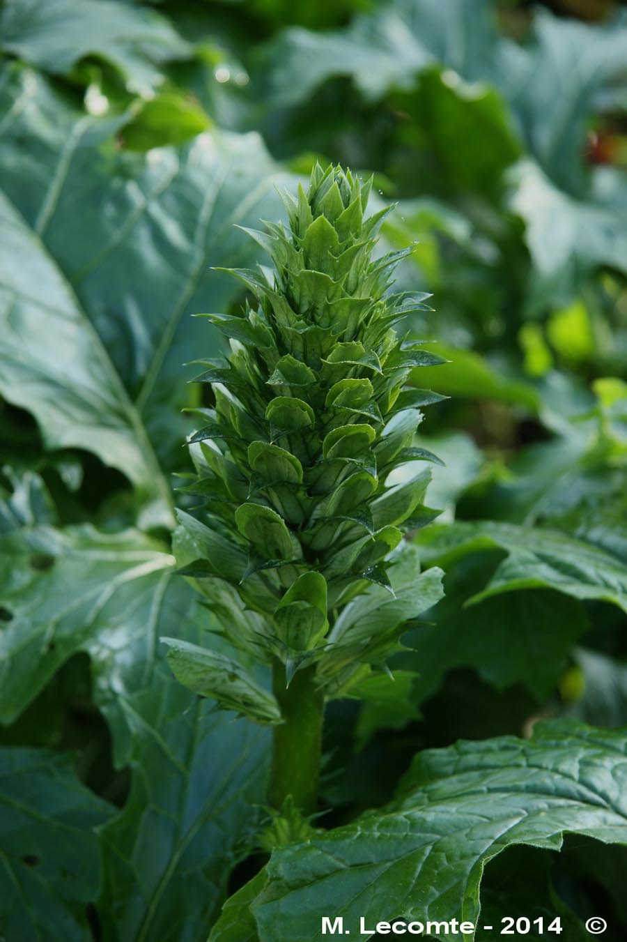 Acanthus sp.