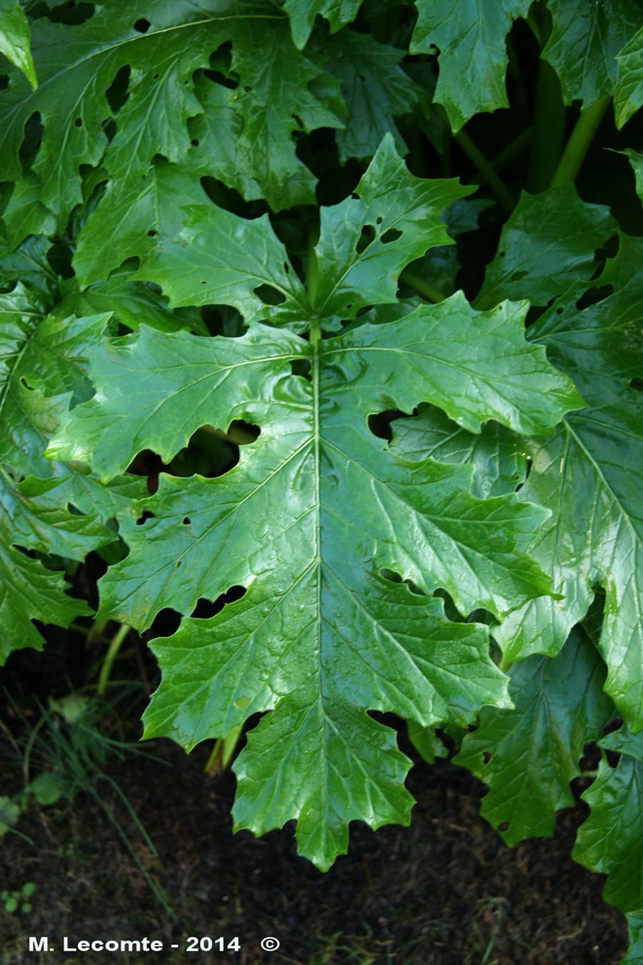 Acanthus sp.