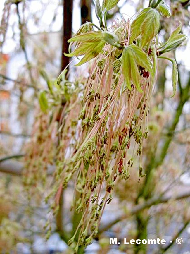 Acer negundo