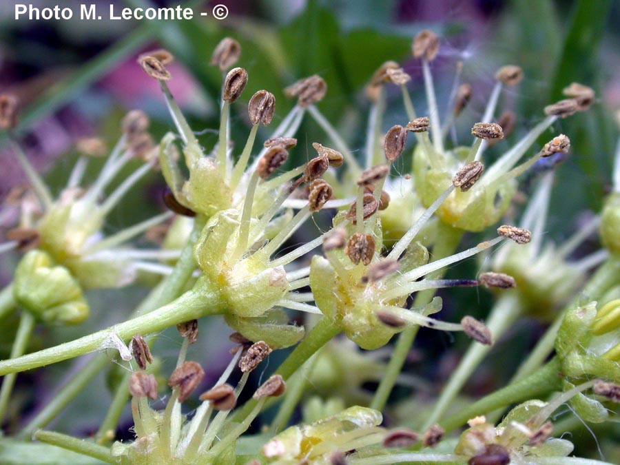 Acer pseudoplatanus