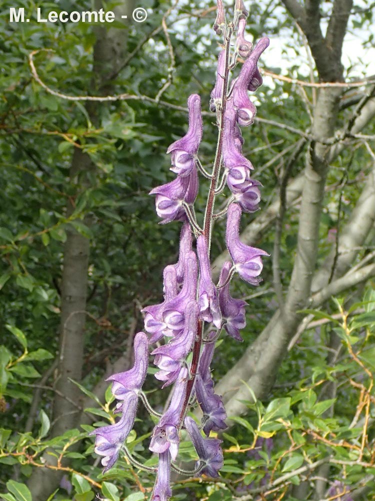 Aconitum lycoctonum subsp. lycoctonum (aconit tue-loup)