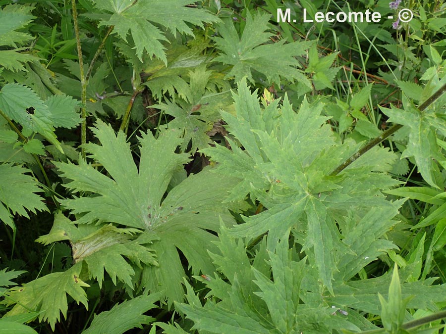 Aconitum lycoctonum subsp. lycoctonum (aconit tue-loup)