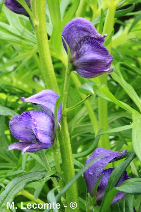 Aconitum napellus