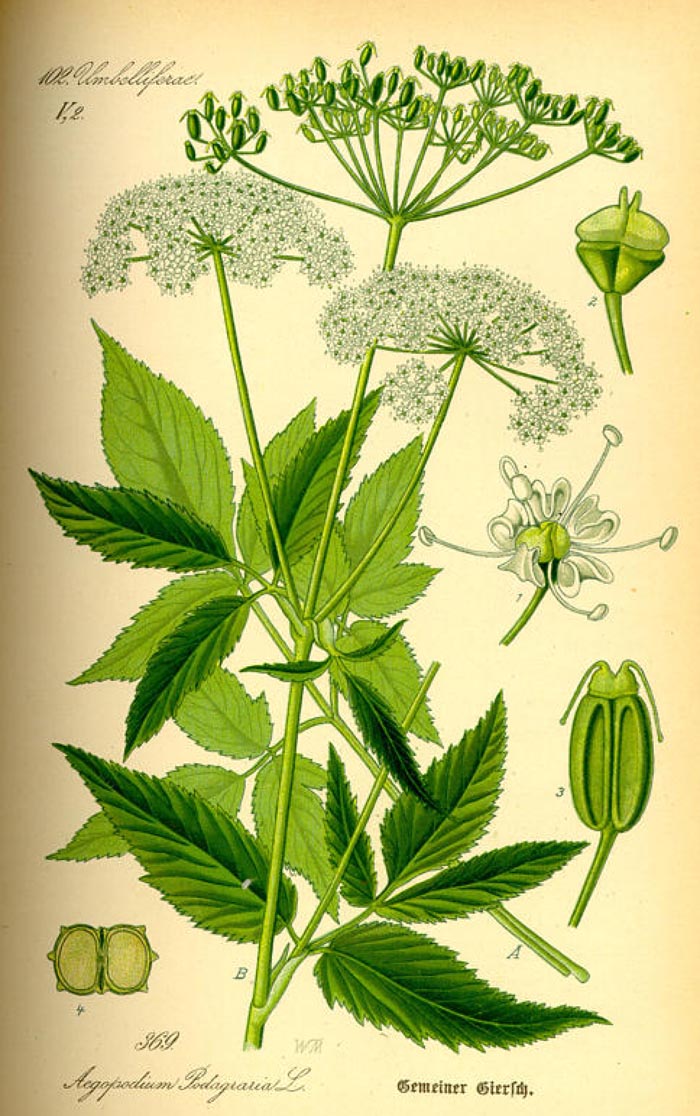 Aegopodium podagraria