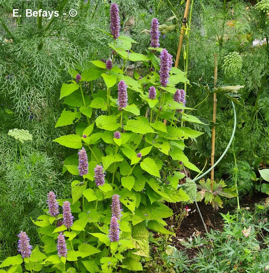 Agastache foeniculum (agastache fenouil)