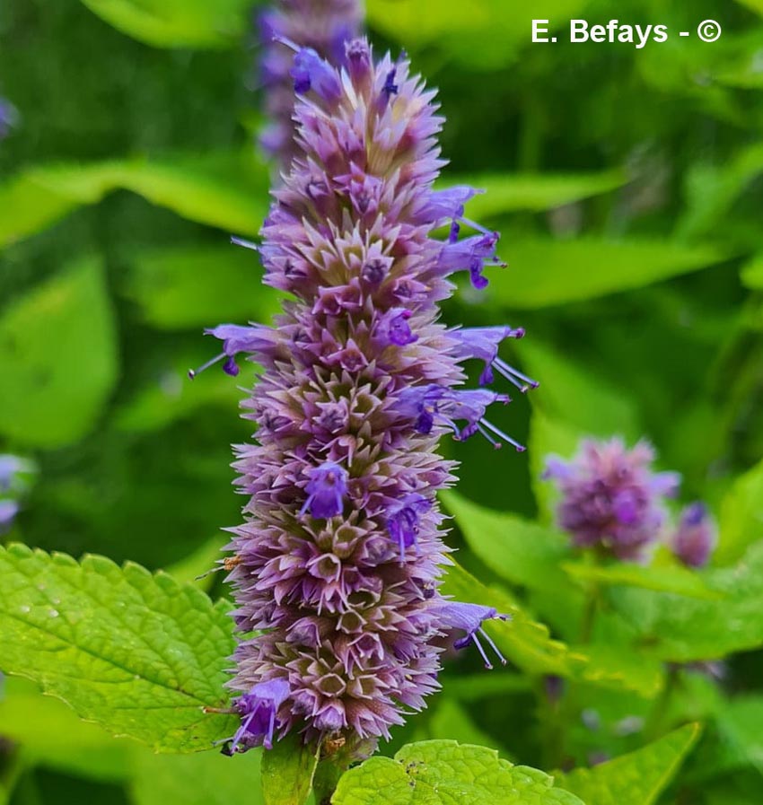 Agastache foeniculum (agastache fenouil)