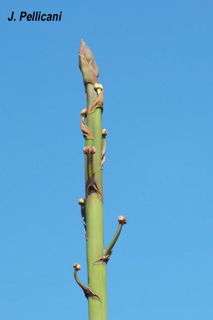 Agave sp.