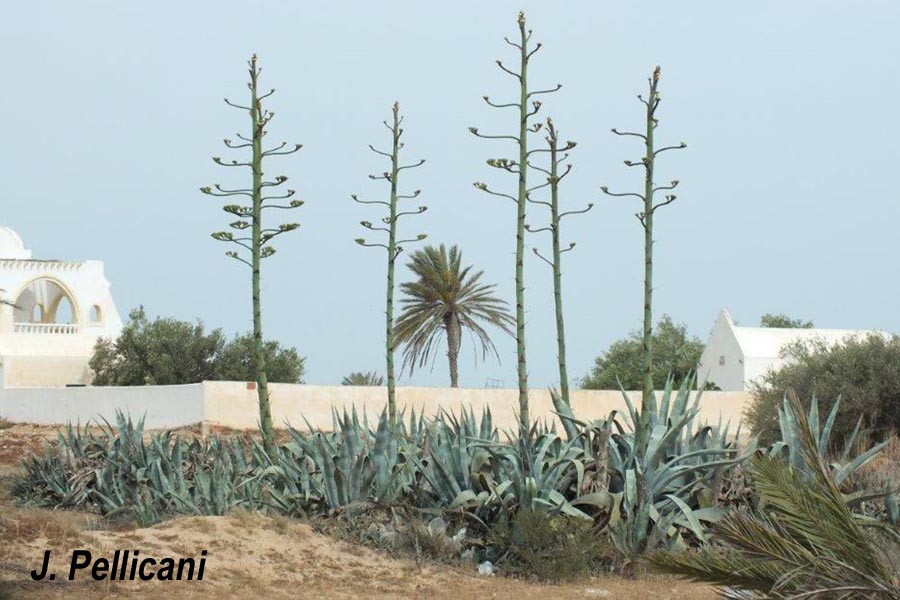 Agave americana