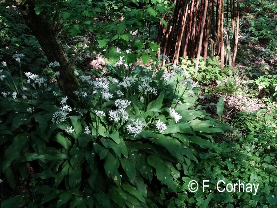 Allium ursinum