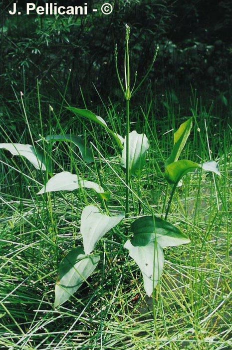 Alisma plantago-aquatica