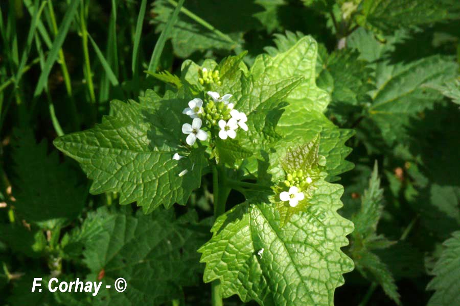 Alliaria petiolata (alliaire officinale)