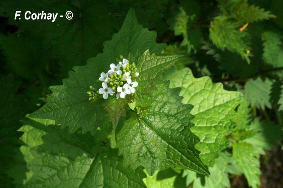 Alliaria petiolata (alliaire officinale)