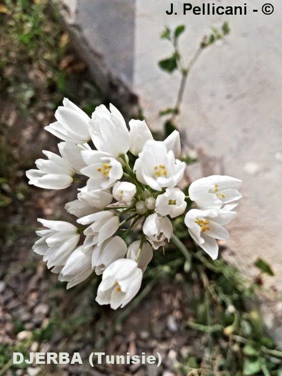 Allium roseum subsp. odoratissimum