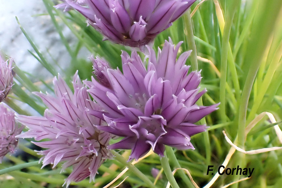 Allium schoenoprasum