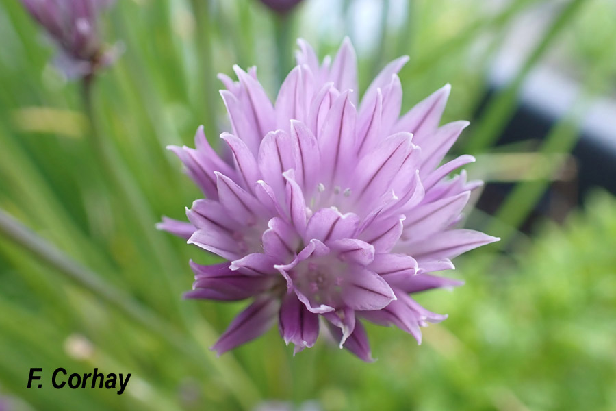 Allium schoenoprasum