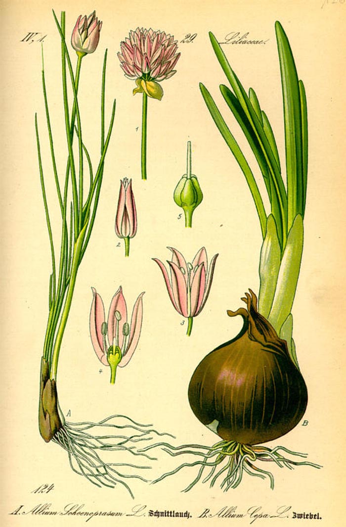 Allium schoenoprasum