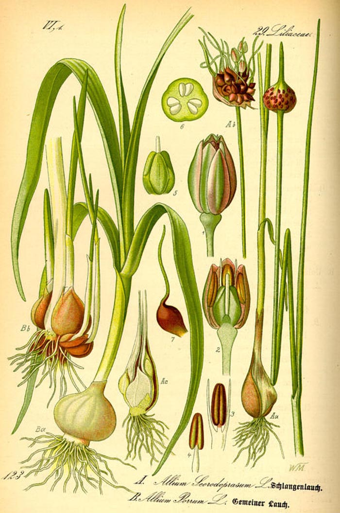 Allium schoenoprasum