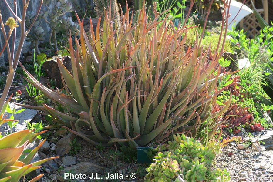 Aloes sp.