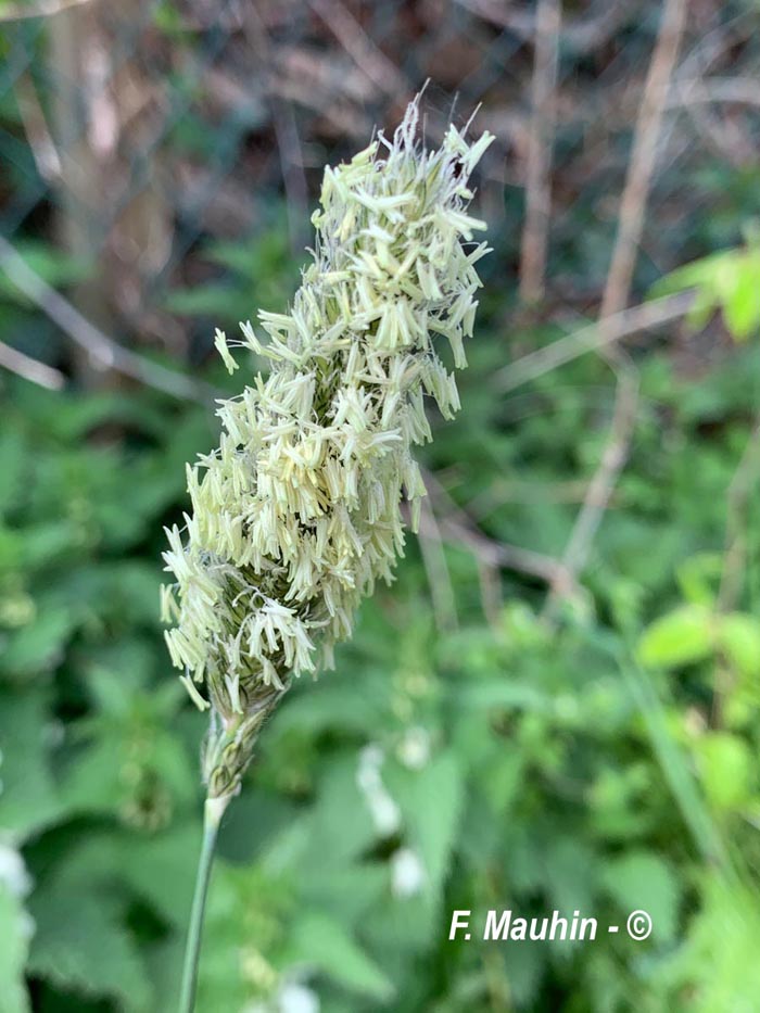 Alopecurus pratensis (vulpin des prés)