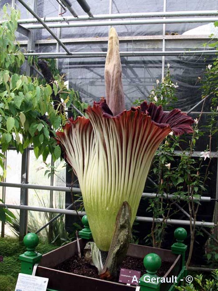 Amorphophallus titanum