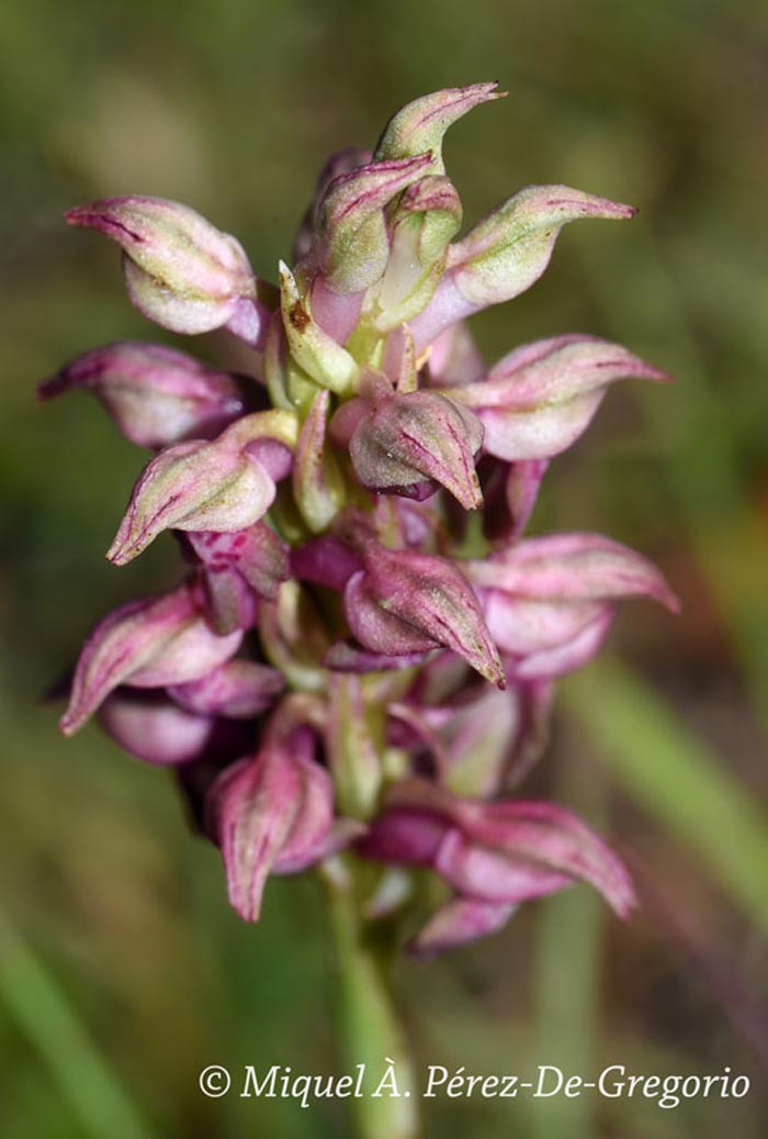 Anacamptis coriophora fragrans