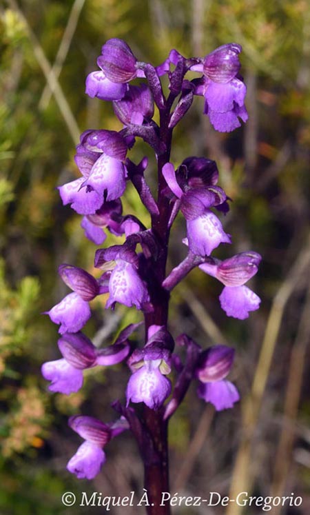 Orchis morio