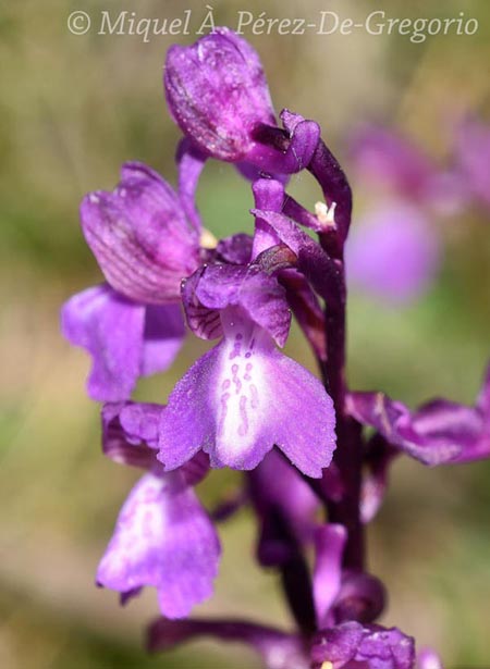 Orchis morio