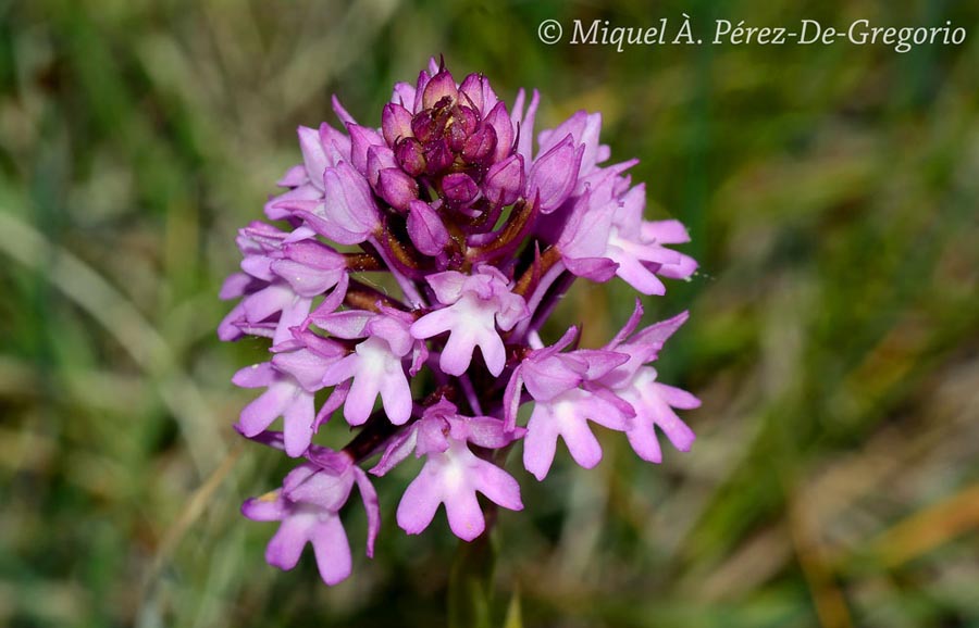 Anacamptis pyramidalis