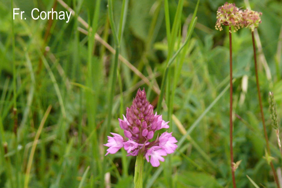 Anacamptis pyramidalis