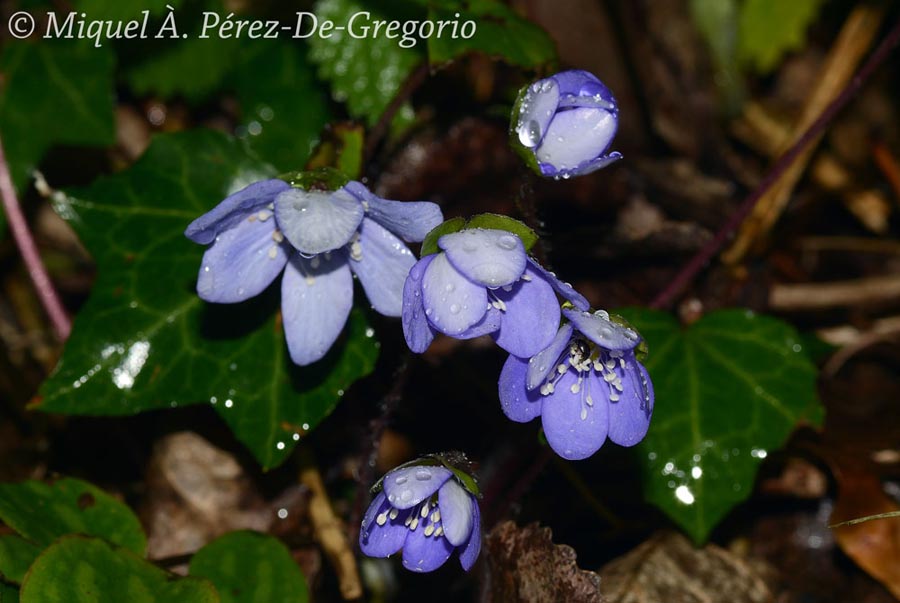 Anemone hepatica