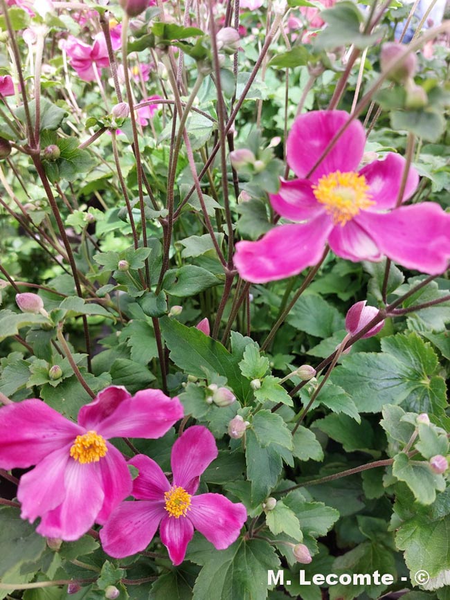 Anemone hupehensis (anémone de l'Hubei, anémone d'automne)